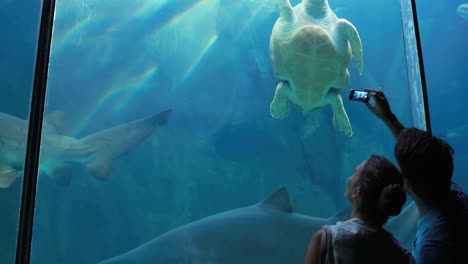 una pareja admirando a una tortuga marina nadando con un tiburón