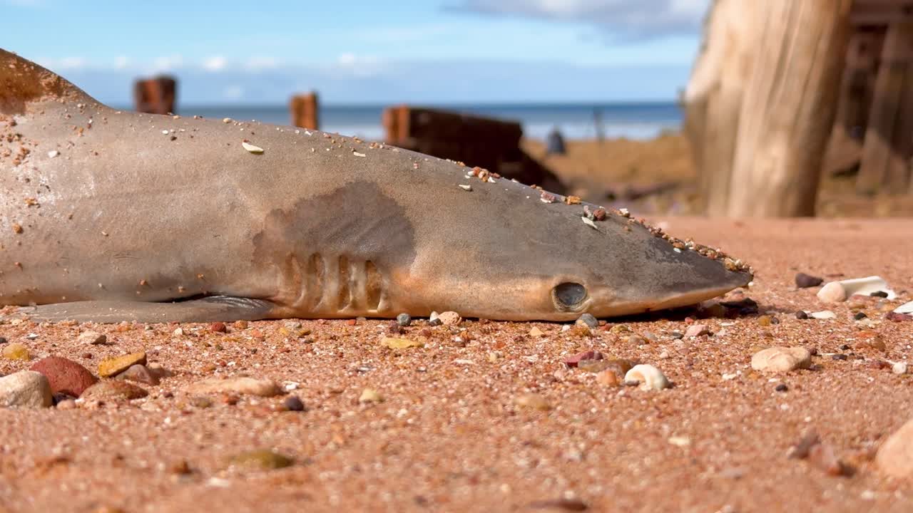 Stark visuals of a dead shark on an Australian beach, a poignant symbol of the devastating Karenia mikimotoi algal bloom