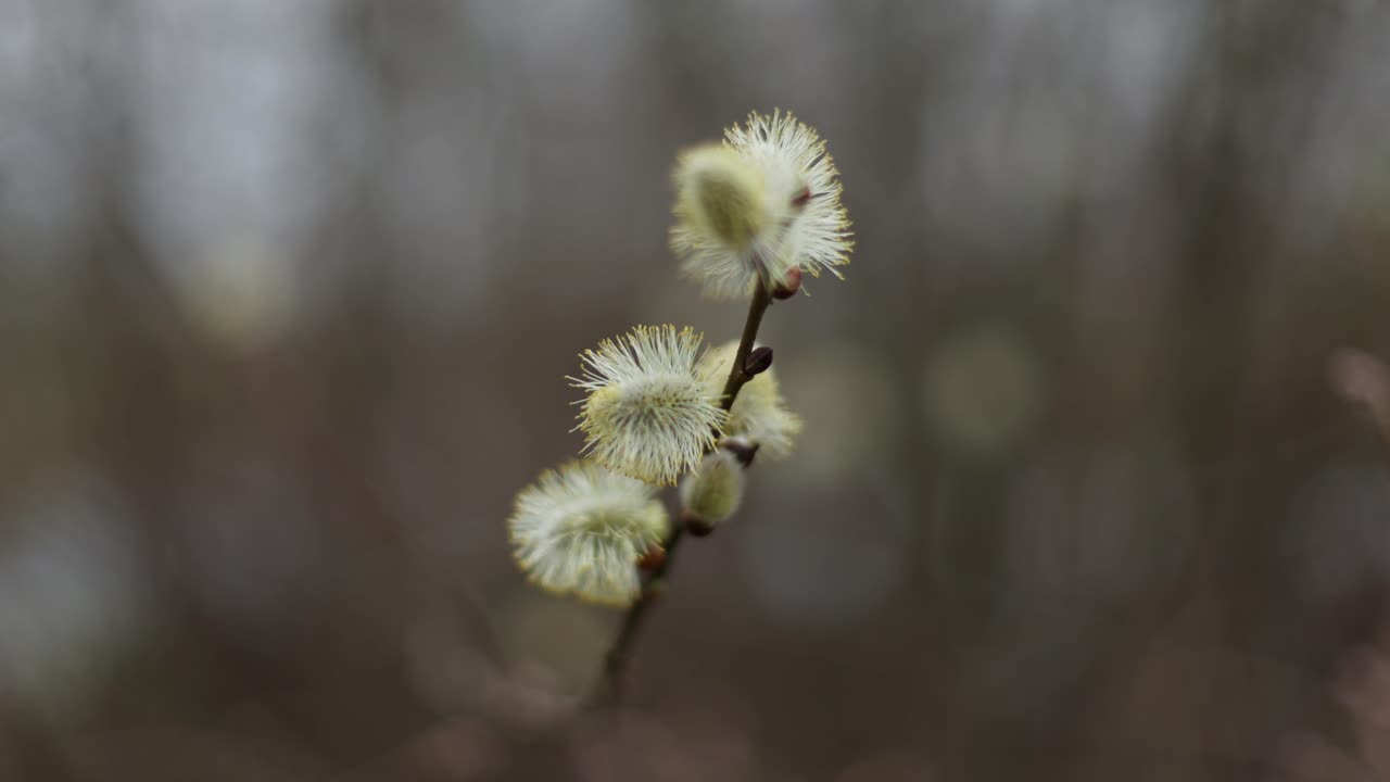 gatos de sauce de primavera