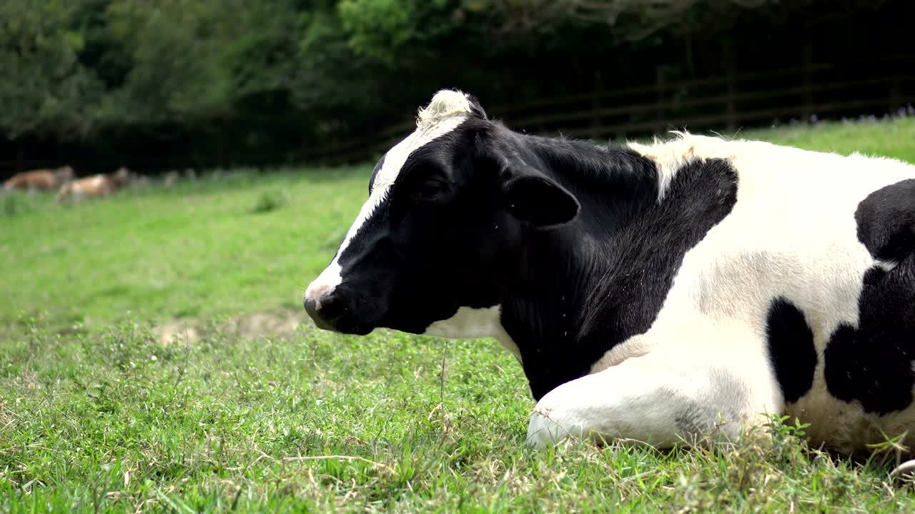 In the sunny morning, a cow lies on green grass. In the pasture.