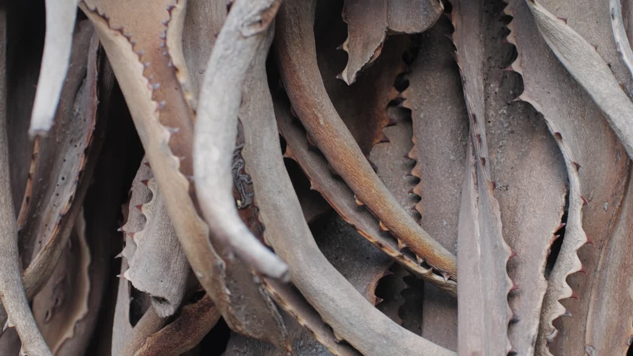 Close up green cactus with yellow spines within a desert environment, city park in Barcelona, Montjuic. African background