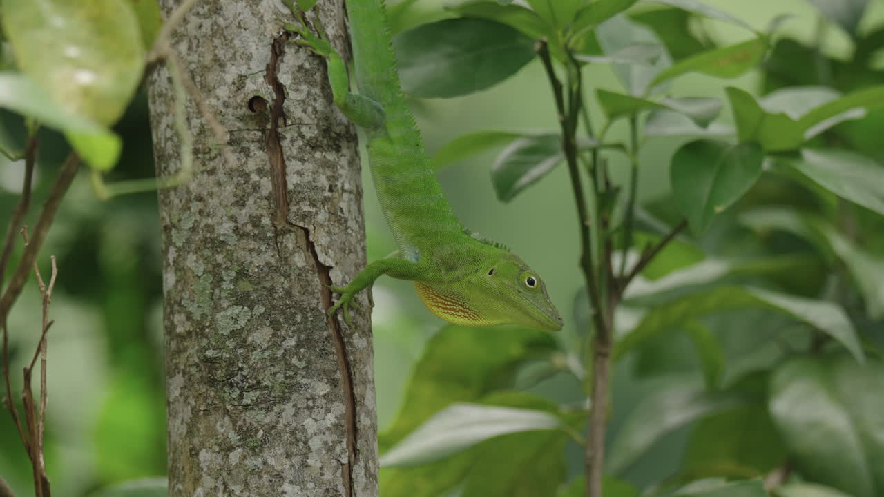 Jamaican giant anole, an endemic lizard from Jamaica. Display behaviour head bobbing and neck flairing. Territorial and mating display. Closeup.