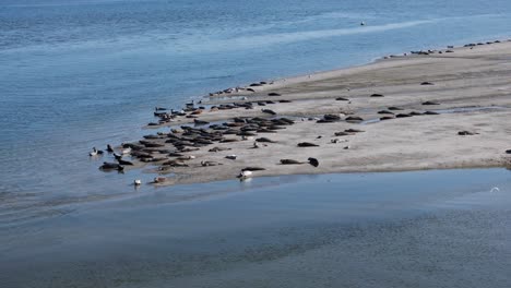 group of seals rest at tidal flat in netherlands, wide aerial parallax