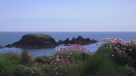 sea pinks in bloom island in blue sea copper coast ireland epic locations waterford
