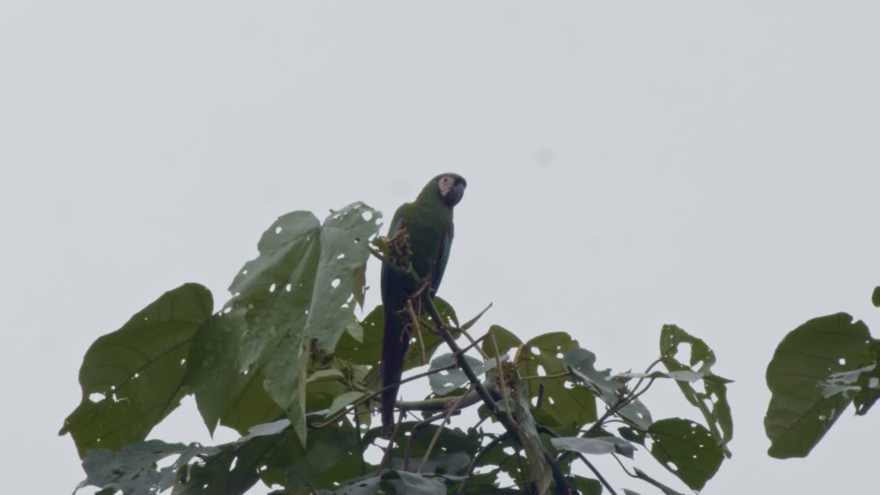 Green Macaw Perched on a Tree Branch in a Rainforest