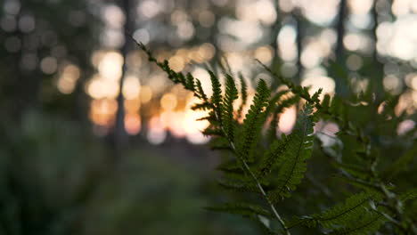 Hojas-Verdes-De-Helecho-Que-Crecen-En-El-Bosque-Con-Luces-De-Bokeh-De-Amanecer-En-Segundo-Plano