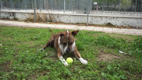 american staffordshire terrier descansando sobre la hierba con pelota de tenis en los pies