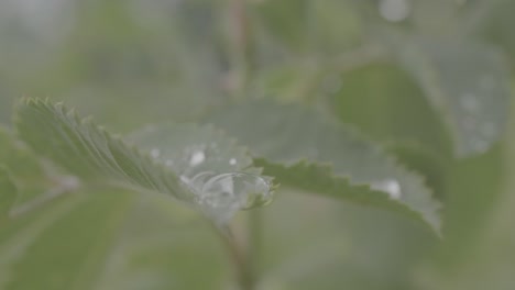 close-up of a leaf with water droplets and bubbles