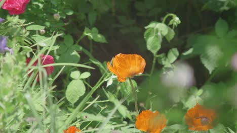 Amapola-Naranja-Balanceándose-En-El-Viento-Rodeada-De-Vegetación-Salvaje,-Cámara-Lenta