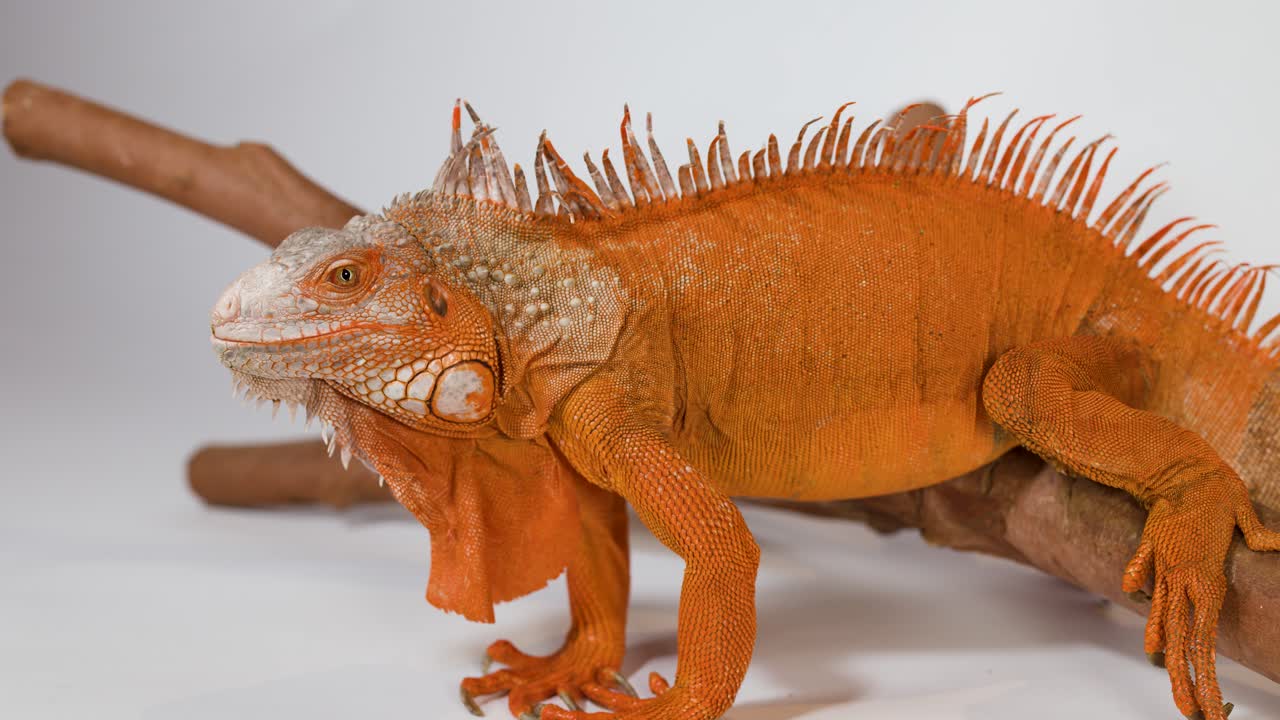 Una iguana naranja vibrante descansa sobre una rama de madera con un fondo blanco y limpio.