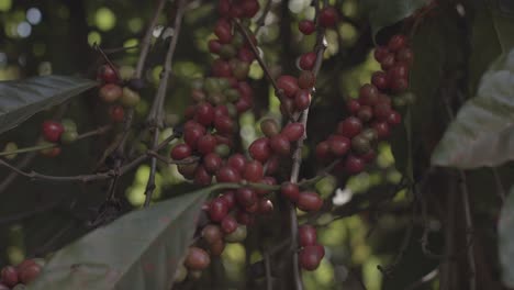 una rama de una planta de café llena de hermosas bayas rojas se mueve de un lado a otro en el viento en una plantación brasileña