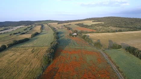 aerial views of a blossom field