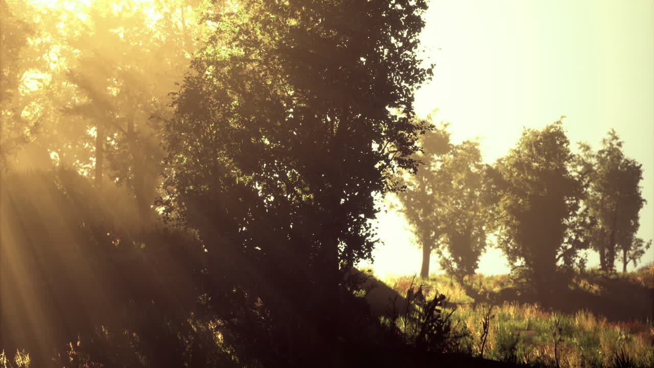 Sunlight filters through trees in a serene landscape at dawn