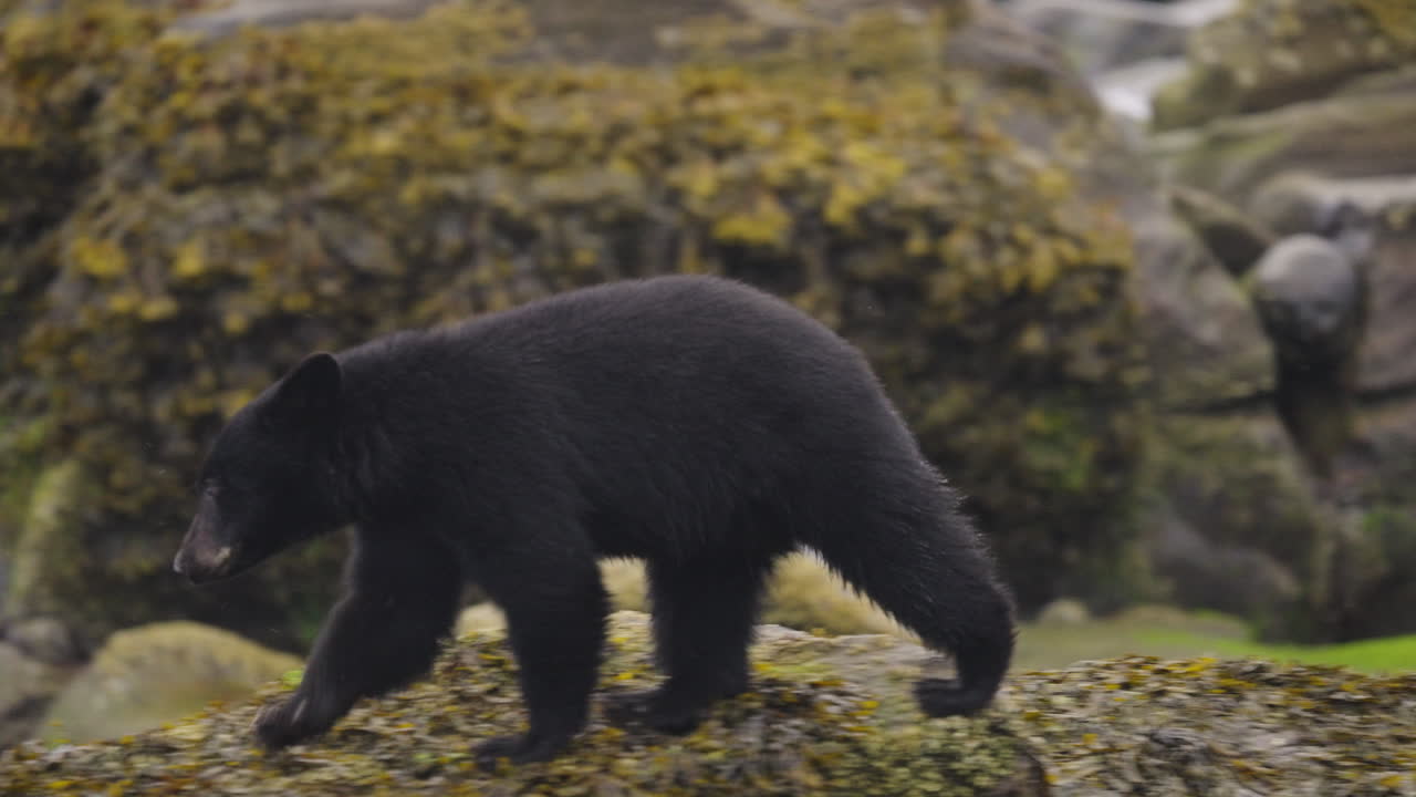 Black bear along the river in British Columbia, looking for salmon to feed on before going into hibernation for the winter