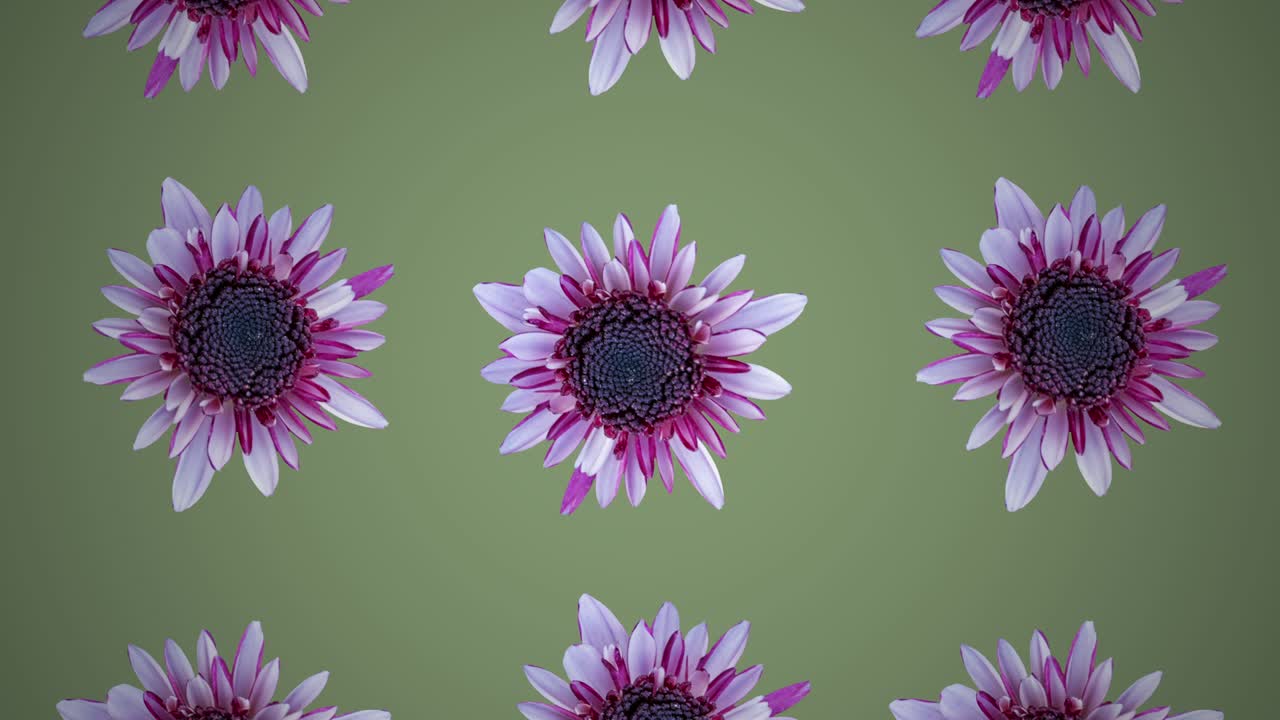 Motivo di crisantemi rosa su sfondo verde. Semplice animazione floreale in motion graphics