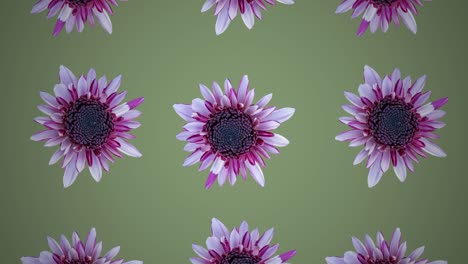 patrón de crisantemo rosa sobre un fondo verde. gráficos de movimiento sencillo animación floral