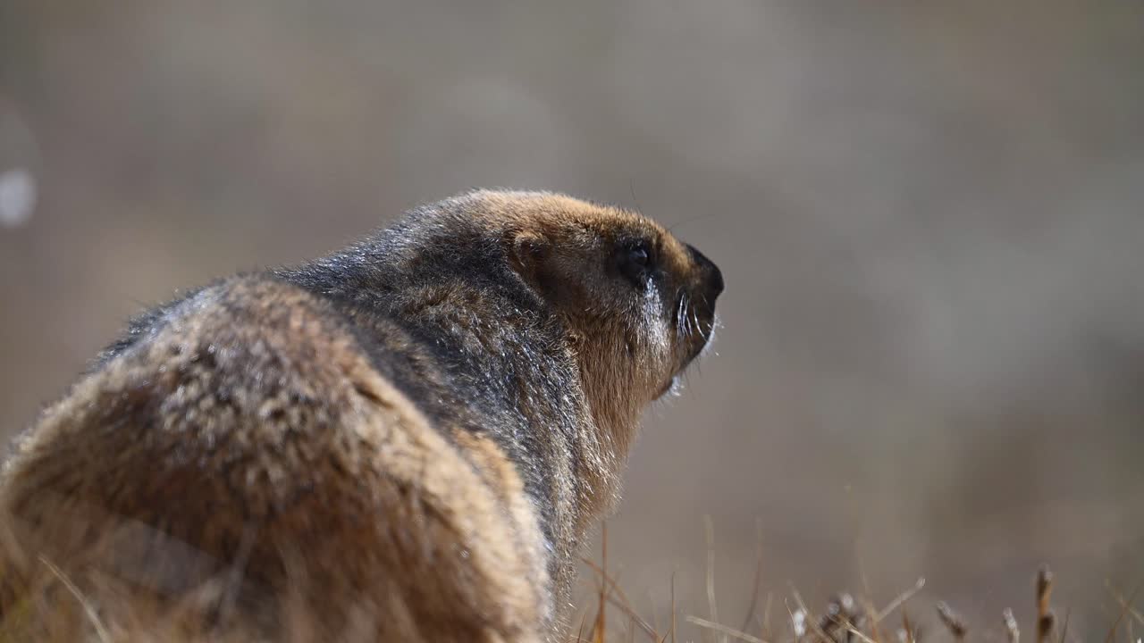긴 리 마르모트 (long-tailed marmot) 또는 황금 마르모트는 풀에 서식한다.