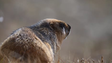 La-Marmota-De-Cola-Larga-O-La-Marmota-Dorada-En-Una-Zona-Cubierta-De-Hierba