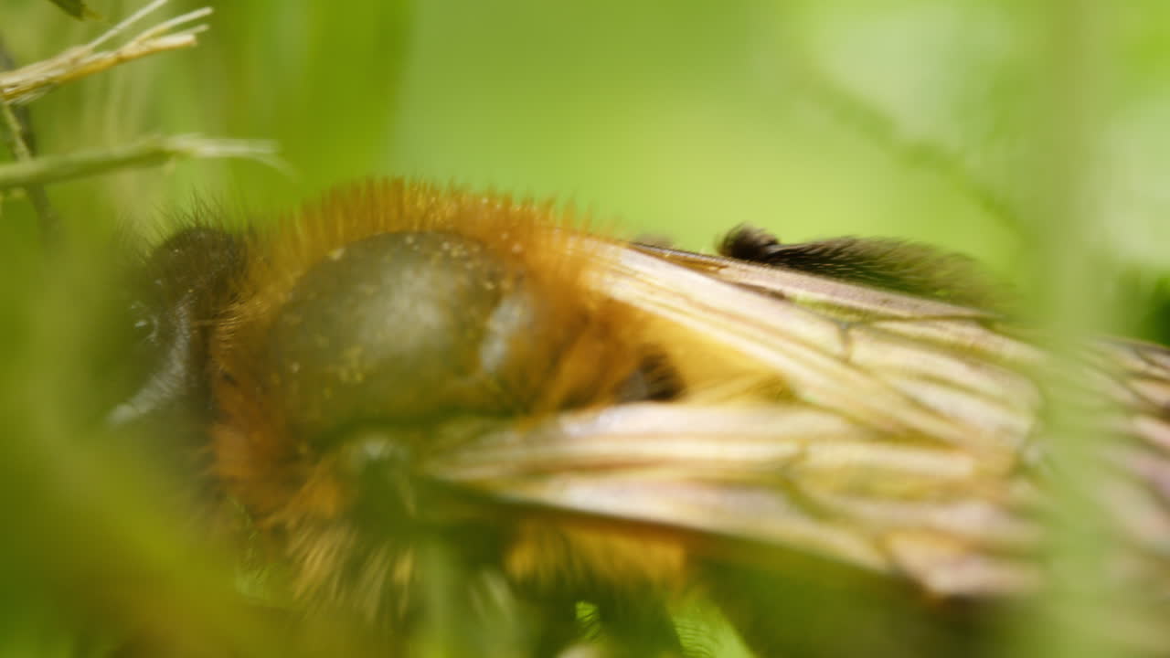 la abeja minera de chocolate andrena scotica se mueve a través del follaje verde, vista macro