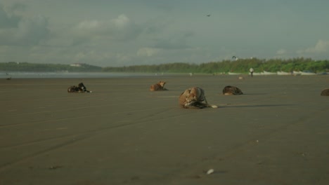 birds flying above the dogs , relaxing near beach
