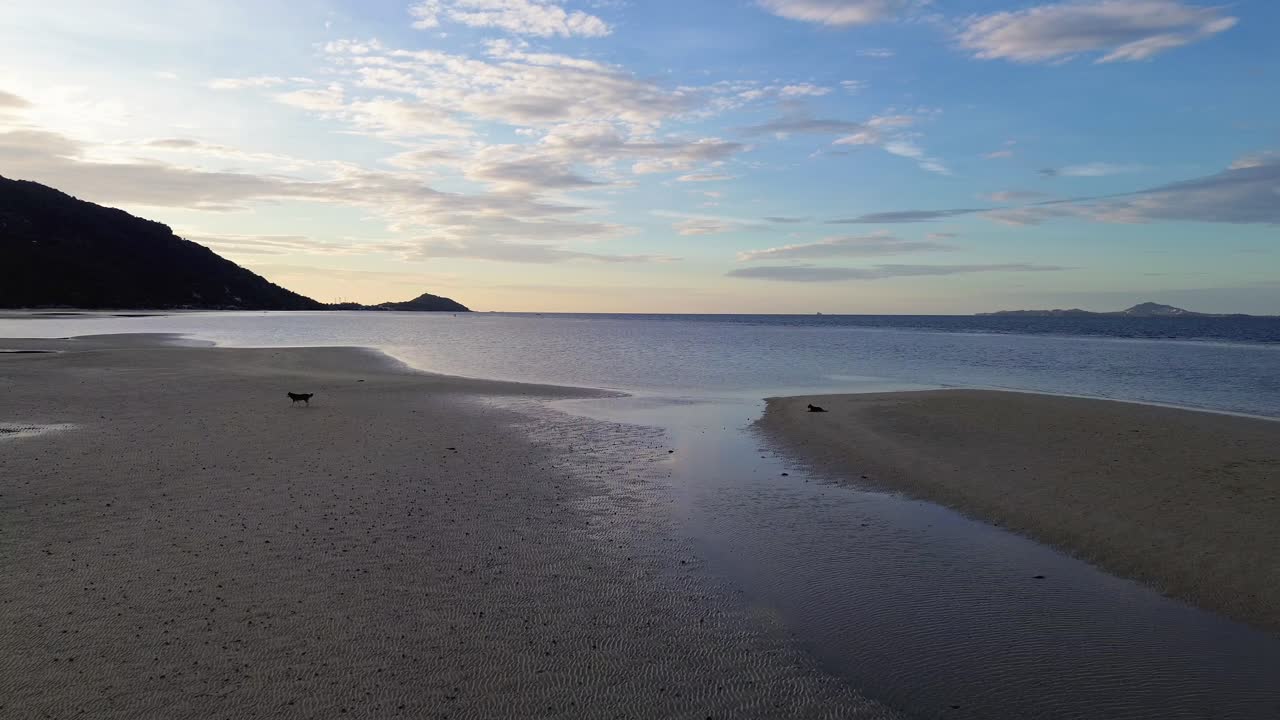 Aerial drone view of Koh Phangan beach at dawn during low tide with dogs relaxing and playing on the sand, calm tropical seascape with no people