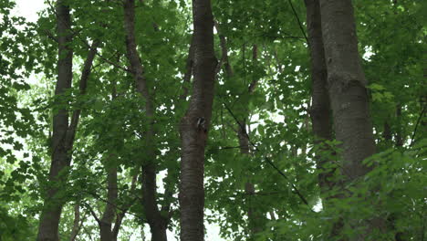 pair of great spotted woodpeckers