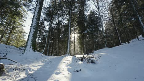 El-Sol-Bajo-Proyecta-Largas-Sombras-Sobre-Las-Laderas-Cubiertas-De-Nieve-Entre-Abetos-Gigantes-En-El-Bosque-De-Los-Vosgos.