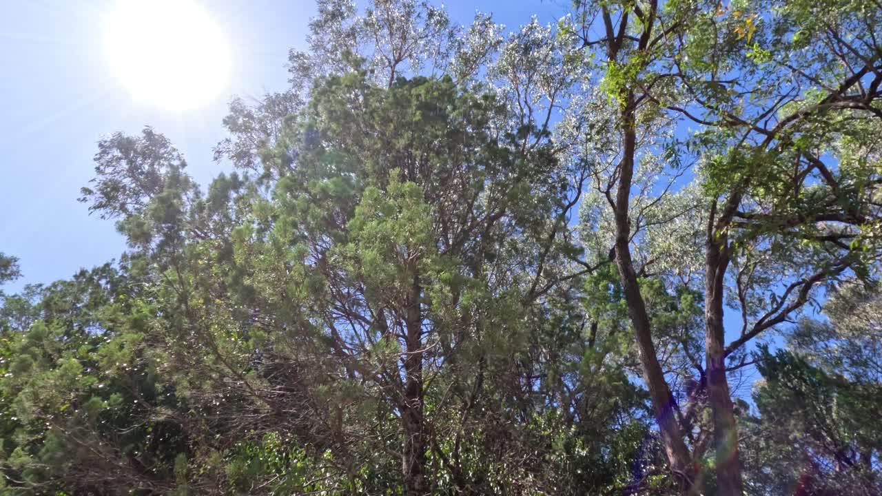 Sun shining through dense green treetops