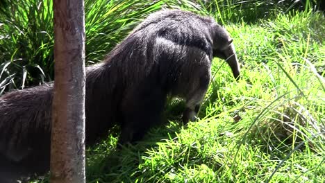 一隻<unk>食動物穿過草地