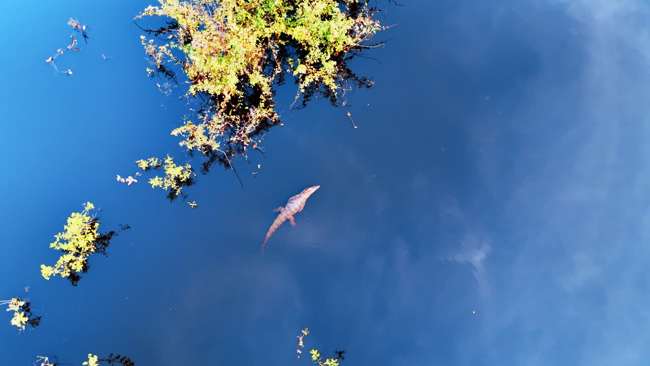 Approaching a crocodile swimming in the river. Relaxed predator floating in blue waterscape. Top view.