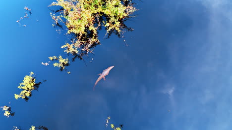 approaching a crocodile swimming in the river. relaxed predator floating in blue waterscape. top view.