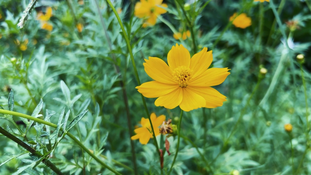 Fiore di Cosmos giallo brillante in fiore in un giardino