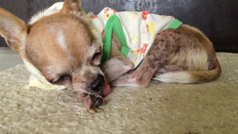 el chihuahua está durmiendo.