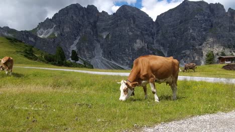 wide establishing shoot of cattle green grazing on an area together