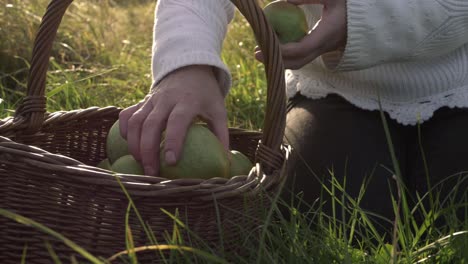 Woman-putting-ripe-green-apples-into-a-woven-basket-on-summer-day-medium-shot