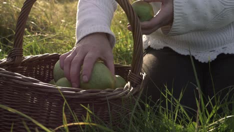 woman putting ripe green apples into a woven basket on summer day medium shot