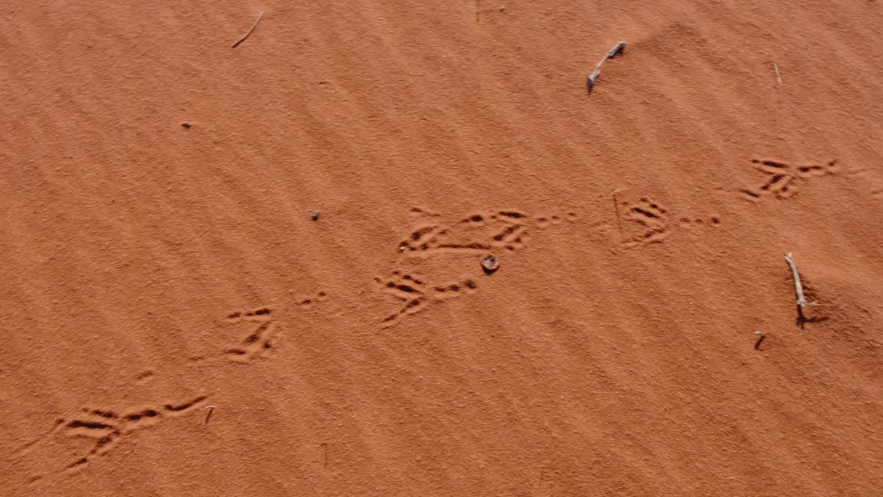 Traccia di impronte di uccelli e animali nelle dune di sabbia rossa del deserto del Wadi Rum in Giordania, Medio Oriente