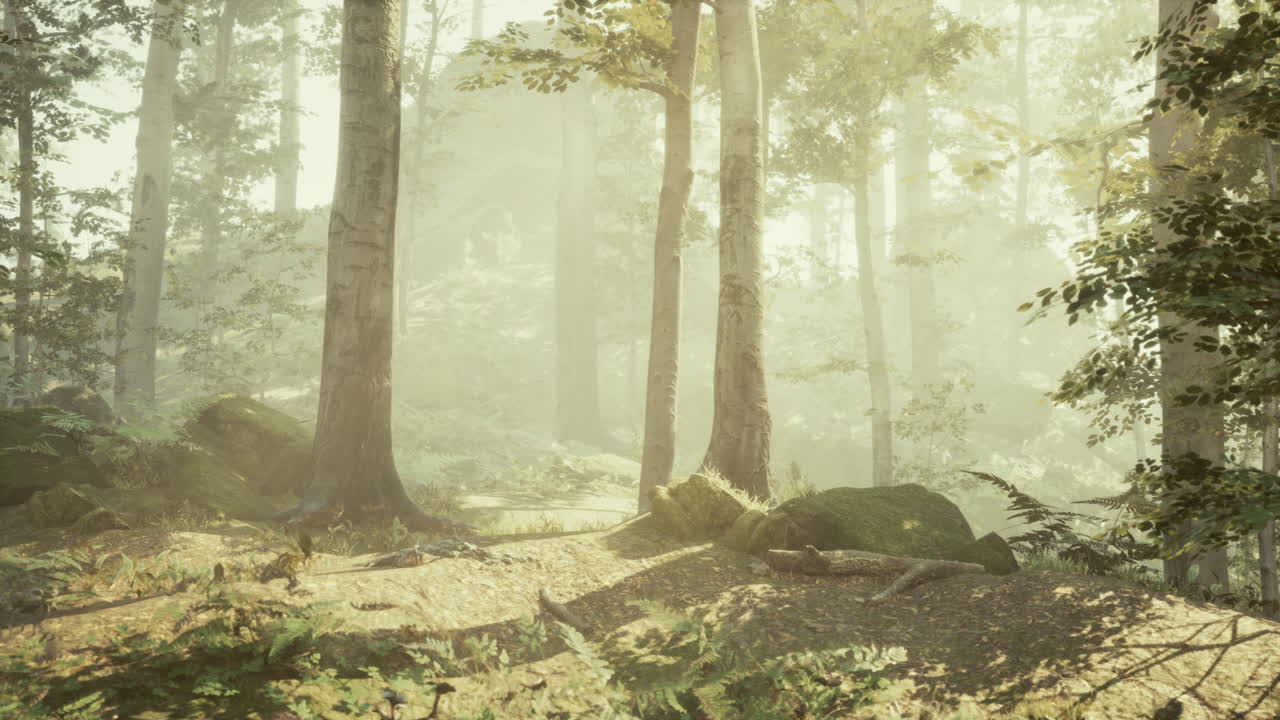 안개 숲 을 가로질러 흐르는 빛