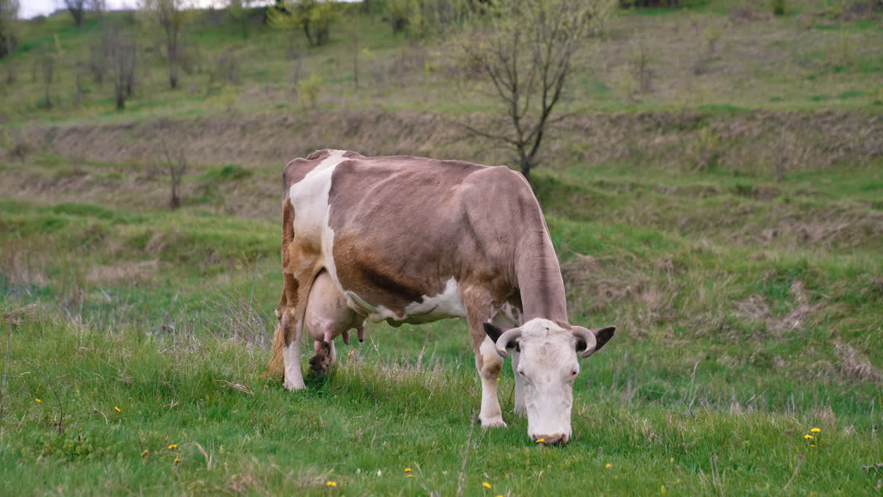 Cow walking down on countryside. Agricultural farming cow at the field.