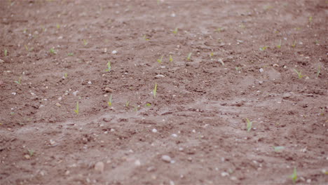 close-up of young corn seedlings in field