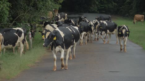 herd of holstein friesian cattle walking in the road