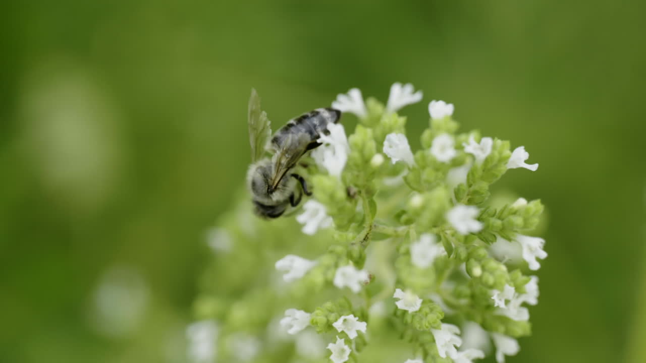 Bee on Oregano Flower