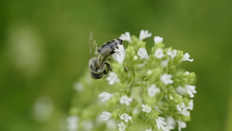 bee on oregano flower