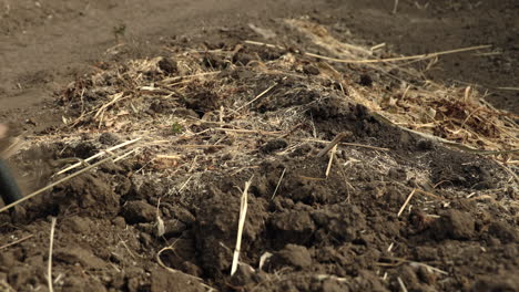 pitchfork digging potatoes out of ground, man gathering them, closeup