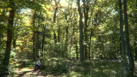 lonely woman sitting in the pine tree forest, sun ray go through canopy