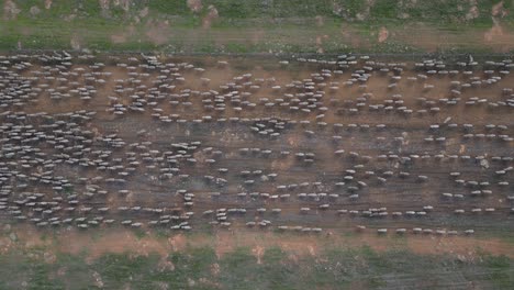 a stationary top-down aerial shot of herding sheep across the field