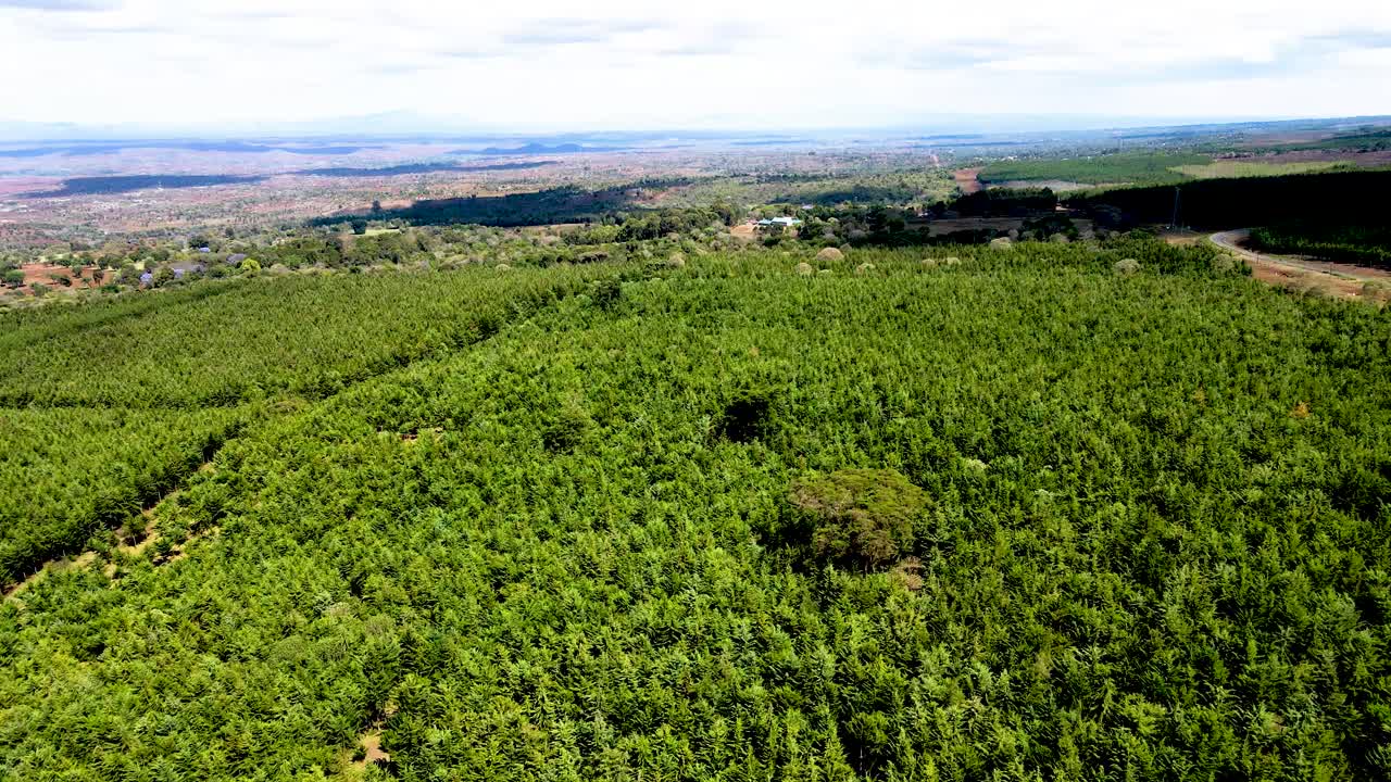 Vista de drone - Floresta da África - Incêndio florestal na África