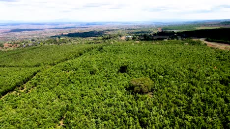 Drohnenansicht---Afrika-Wald---Afrika-Buschfeuer