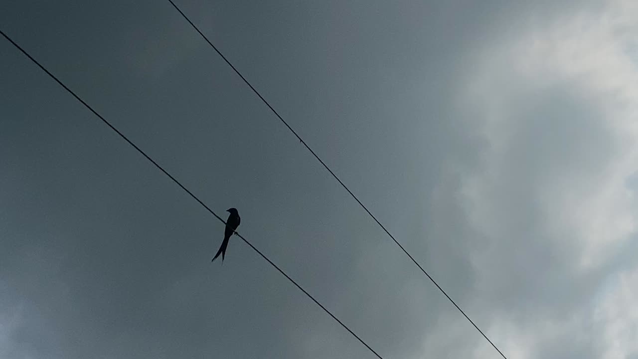silueta de pájaro solitario sentado en líneas eléctricas contra nubes tormentosas oscuras