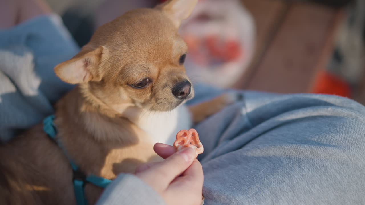 Una chica comparte un tentempié, una joven ofrece un tentempié a una mascota diminuta, escena informal al aire libre con una chica dando una golosina a un perro pequeño, ambiente relajado donde una mujer ofrece un tentempié a un chihuahua pequeño y curioso